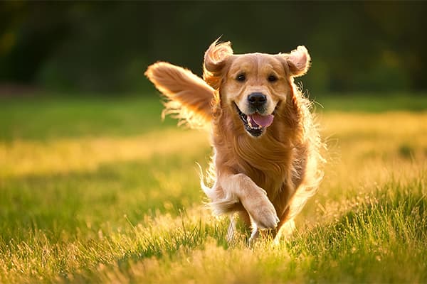 A-golden-retriever-is-playing-in-the-grass.