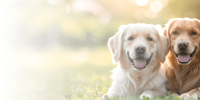 Best Pet Insurance <br> In your region | pet insurance